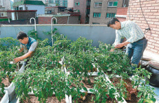 “도시농부 텃밭 가꾸기 궁금증 싹 풀어줍니다”