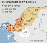 6일만에 또… 연천서 돼지열병 확진