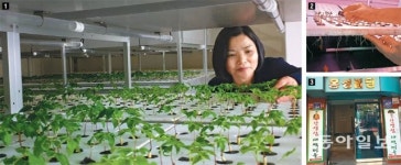도심 빌딩에 스마트 농장… 새싹삼 1년간 18모작 일궈