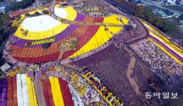 [퇴근길 한 컷]‘꽃길만 걸어요’…1억2000만 국화꽃, 화순에서 만나요