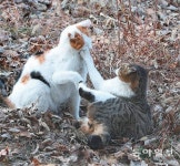 꽁냥꽁냥[고양이 눈]