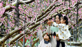 복숭아 농장엔 벌써 봄이 활짝