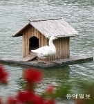 거위의 봄[고양이 눈]