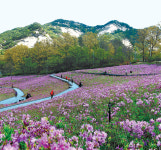 만개한 철쭉, 설레는 꽃길