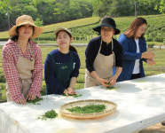 차 만들기 체험