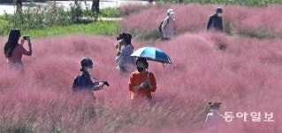 대저생태공원의 ‘핑크빛 향연’
