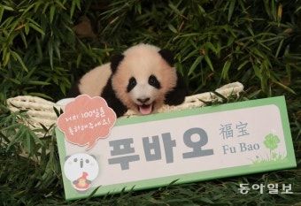 “100일 됐어요” 국내 첫 아기판다 ‘푸바오’ 공개[청계천 옆 사진관]