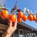 외갓집 마당에[고양이 눈]