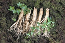 인삼재배-약용문화, 국가무형문화재 지정