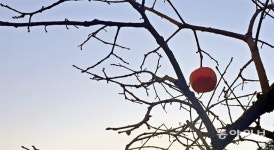 까치밥[포토 에세이]