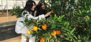 제천서 열매 맺은 천혜향