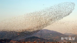 순천만에 찾아 온 가창오리 떼