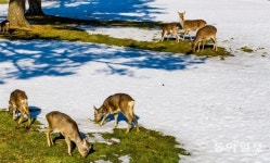 제주 목장서 야생 노루-꽃사슴 동시에 포착