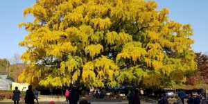 천연기념물 된 은행나무