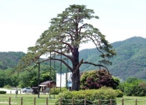 보은군 “천연기념물 정이품송 자목 200그루 분양”