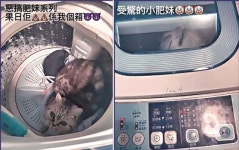 반려묘 세탁기에 넣고 돌려…“배변 실수해 벌준 것” 주장