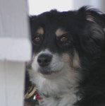 “그야말로 개부자”…55억 원 상속받은 반려견 루루