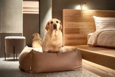 펫팸족 라이프스타일의 모든 것, 몰리스