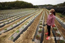 ‘외국인 일손가뭄’에 속타는 농어촌… “일당 3배 준다 해도 못구해”
