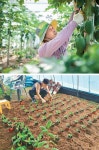 경북도 “미래 먹거리로 ‘아열대 작물’ 집중 육성”