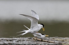 ‘내 사랑을 받아주오’… 쇠제비갈매기의 눈물겨운 구애[청계천 옆 사진관]