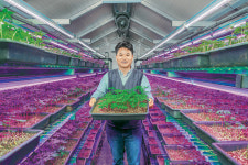 [영남 파워기업]고급 식재료인 ‘새싹삼’ 연중 생산 스마트팜 큐브 전문기업