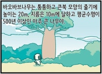 [신문과 놀자!/고독이의 토막상식]바오바브나무