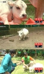 세계서 가장 작은 소, 다 컸는데 50cm…‘강아지 아냐?’