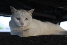 [리뷰] 일상 속 영상에 완성도를 더하다, 캐논 EOS M50 Mark II