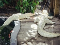 전 세계 단 100마리 ‘알비노 악어’, 美 동물원서 인공부화 성공