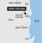 비대면 관광 ‘힐링 명소’로 떠오르는 영양군 자작나무