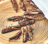 식량-사료-애완-학습… “메뚜기 사육은 톡톡 튀는 미래 먹거리”