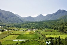 신기한 꽃과 나무 가득한 울릉도…중생대 고사리 아직도 활짝[전승훈 기자의 아트로드]