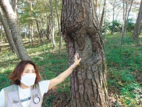 가슴 찡한 적송의 향기… 눈부신 노을은 네 붉은 상처 같구나