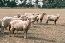 17년 만에 부활한 제주 이시돌목장의 명품 니트 ‘한림수직’[전승훈 기자의 아트로드]