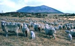 17년 만에 부활한 제주 이시돌목장의 명품 니트 ‘한림수직’[전승훈 기자의 아트로드]