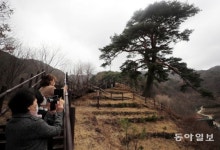 지리산 뱀사골 천년송