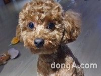 “날 풀리자 바빠진 반려인들”… ‘댕댕이·냥이’ 용품 판매량 급증