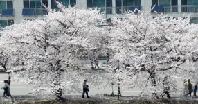 서울은 지금 ‘벚꽃 천국’[청계천 옆 사진관]