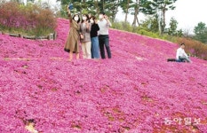 순창군 ‘쉴랜드’ 꽃잔디 정원의 봄날