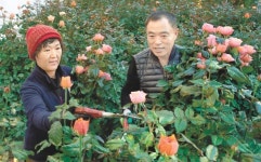 강진군 “청자골 장미 향기에 빠져보세요”