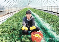 홀대받던 ‘꼬마참외’ 대형마트 만나 ‘귀한 몸’… 싱글족에 불티