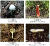 “익혀 먹어도 안돼요”…전문가도 구별 어려운 ‘독버섯’