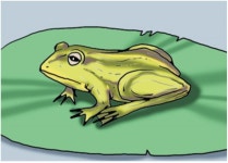 개구리들에게 배워야 할 것[서광원의 자연과 삶]〈57〉