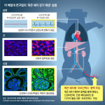 1시간 전 죽은 돼지 심장 다시 뛰게 했다
