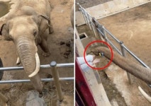 아이가 신발 떨어뜨리자…코로 주워 건네준 코끼리 (영상)