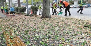 은행나무 열매 수거