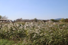 흑두루미 위해 전봇대 뽑고 농경지 남겨놓은 순천만 [전승훈 기자의 아트로드]