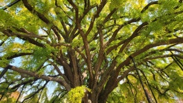 ‘가을의 전설’… 황금빛 단풍 잎비를 내리는 천년고목 은행나무  [전승훈 기자의 아트로드]