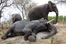 코끼리 24마리 만취해 정글에서 뻗었다…도대체 무슨 일?